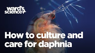 Caring and Culturing for Daphnia [upl. by Nnyrat630]