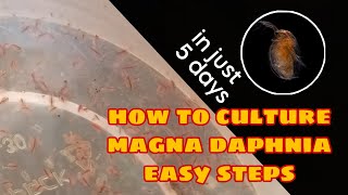 How to Culture Magna Daphnia Easily [upl. by Darrej]