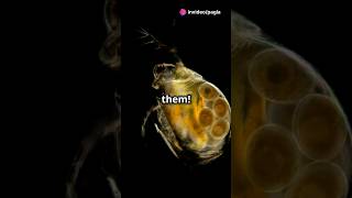 How to culture Daphnia for your Aquarium [upl. by Hpesoj373]