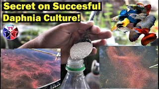 How to Culture Daphnia Successfully [upl. by Zack]