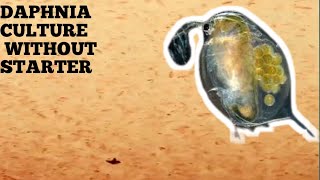 HOW TO CULTURE DAPHNIA NATURALLY WITHOUT A STARTER [upl. by Helfant419]