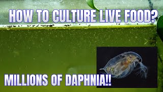 How to Culture Daphnia Secret Method to Breed MILLIONS  Simply Aquatic [upl. by Aniham]