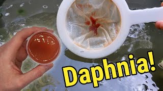 How I Culture Daphnia In Outdoor Tubs [upl. by Ainit926]