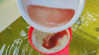 How to culture daphnia  Daphnia culture  How to grow daphnia outdoor [upl. by Adnohsal]