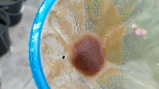 How to culture daphnia moina in a small container Part 1 English Subtitle [upl. by Anitserp249]