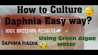 Daphnia MagnaHow to Culture Daphnia Easy wayCulturing Daphnia using Green water Daphnia [upl. by Aihseuqal]