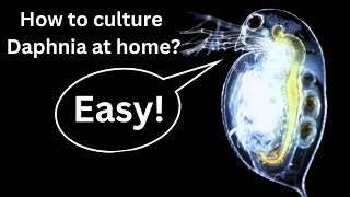 BEST Live Fish Food Beginner guide How to Culture Daphnia at home [upl. by Susy]