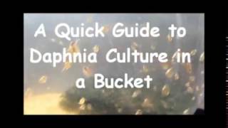 How to culture daphnia outside [upl. by Ecenahs]