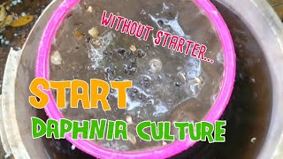 How to culture daphnia moina the easy way 1  Starting the Daphnia culture [upl. by Aelsel467]