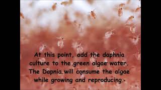 Daphnia  How to grow daphnia in your home [upl. by Ynohtnaleahcim]