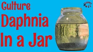 How to Culture Daphnia in a Jar [upl. by Nelak]