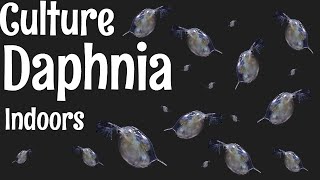 How to Culture Daphnia [upl. by Lesslie522]