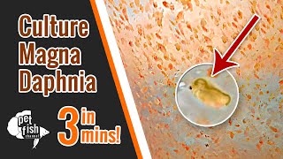 How to culture DAPHNIA MAGNA  The easy way [upl. by Guinevere]