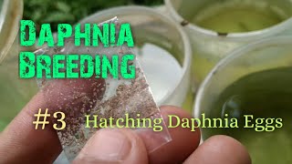 Daphnia Culture made simple and easy 3  Hatching Daphnia eggs [upl. by Euk784]