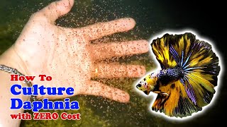 How to Culture Daphnia with ZERO Cost  Unlimited Live Food For Our Fish [upl. by Tobit]