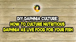 DIY Daphnia Culture How to Culture Nutritious Daphnia as Live Food for Your Fish [upl. by Ettenaj]