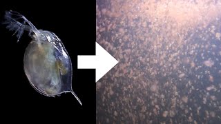 How I Culture Daphnia [upl. by Akla]