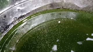 DAPHNIA MOINA CULTURE IN A SMALL BUCKET [upl. by Alet]