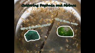 How To Culture Daphnia and Moinas using Green Water Spirulina powder [upl. by Fayth]