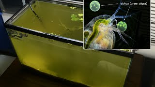 Raising Daphnia for the Freshwater Aquarium [upl. by Neile481]